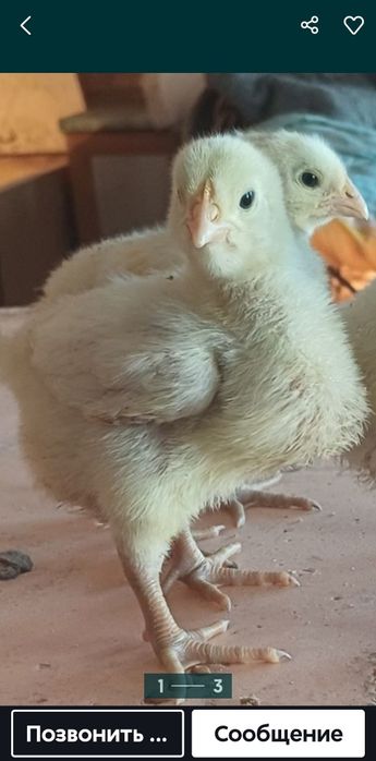 Продам бройлерных цыплят.