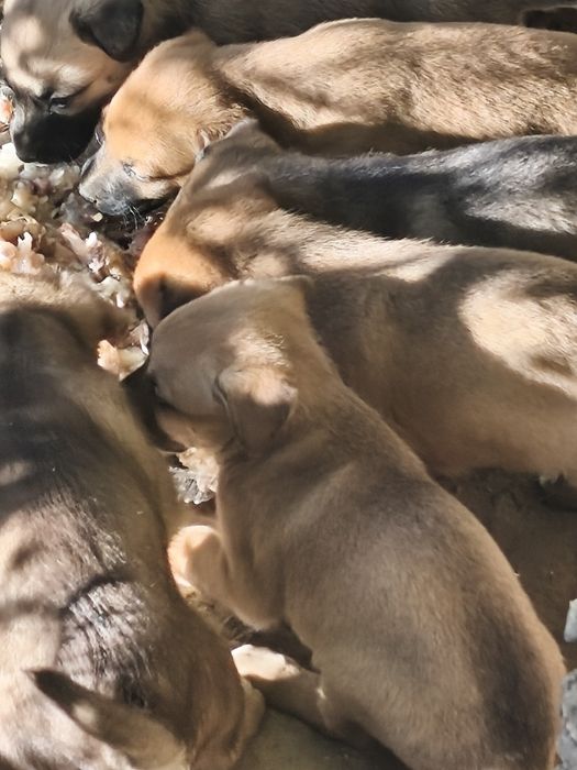 Добрые руки щенята