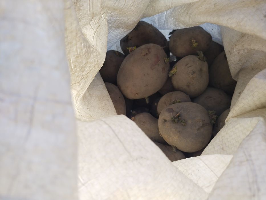 Продам семенную картошку