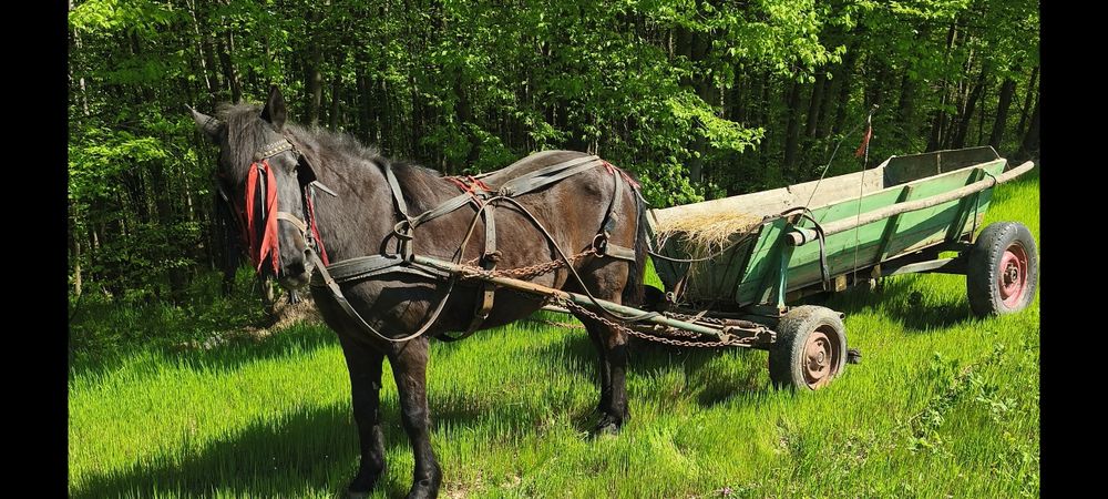 Cal blând de vânzare