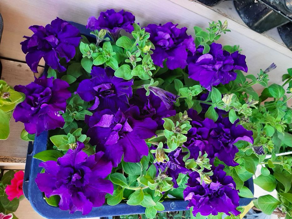 Петуния,подвесное кашпо