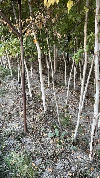 Video porno ogli onam ruxsat bermaydi