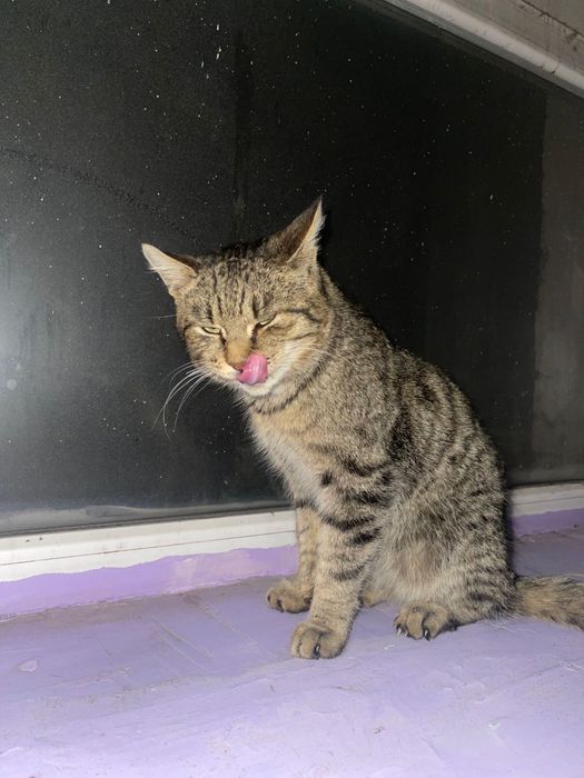 Отдам котика в добрые руки