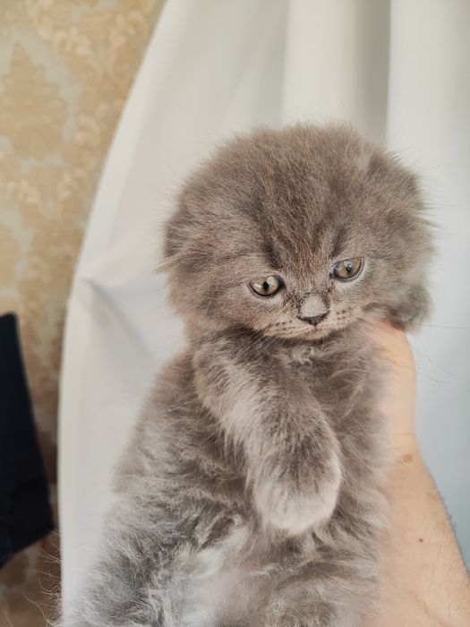 Продаются котята