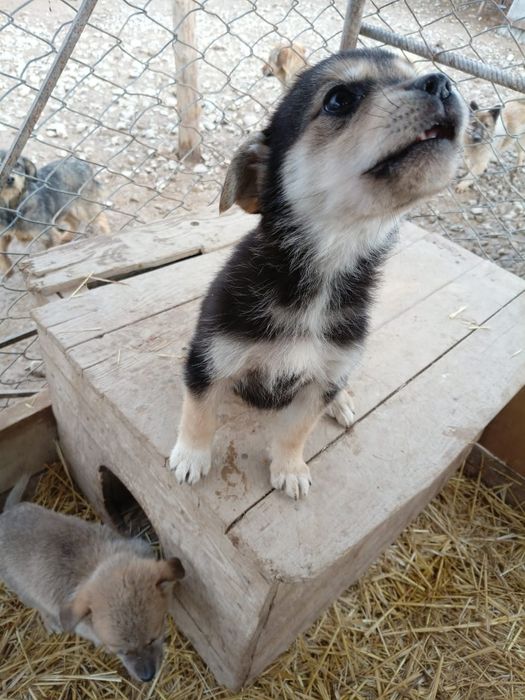 Отдам щенков только в добрые руки.