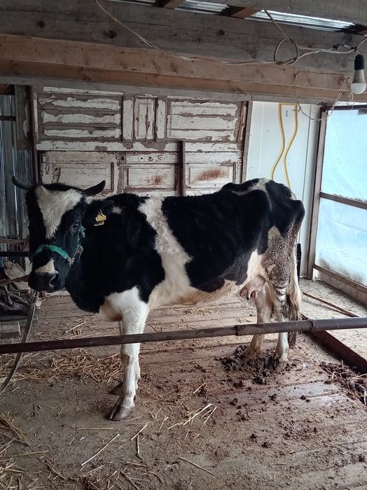 Екі сыйыр сатылады