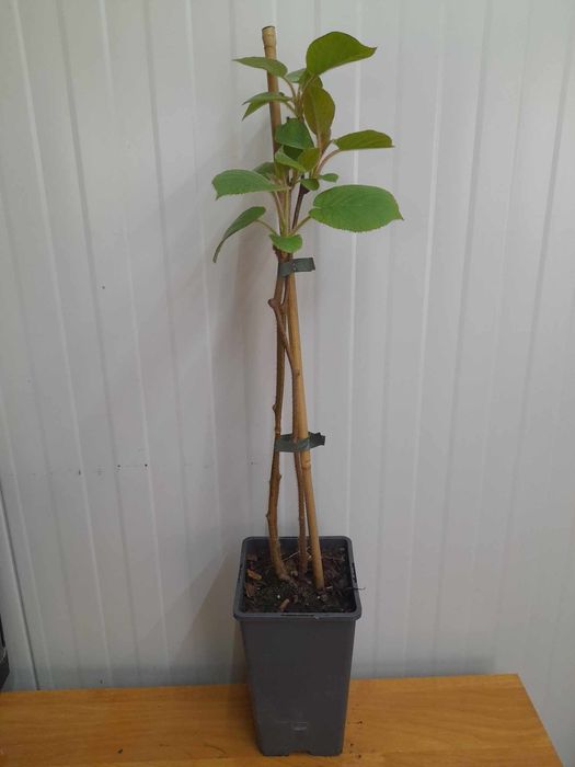 Киви Голд-(Златно киви)