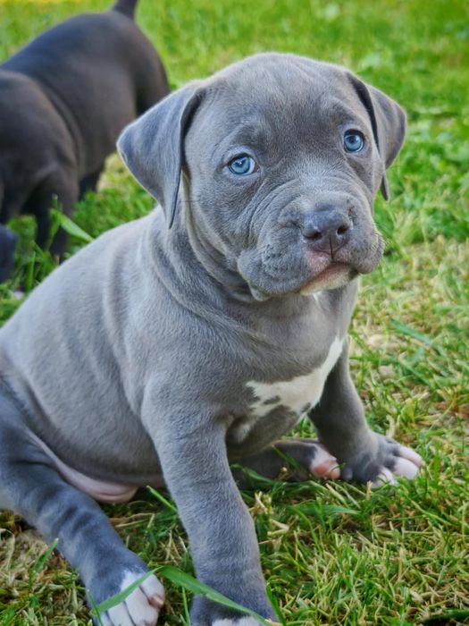 American Bully XL