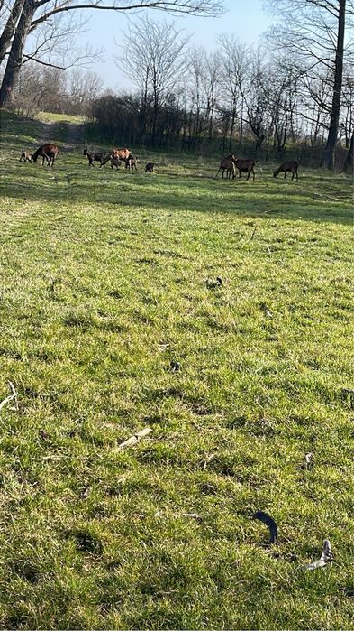 Vand 5 capre alpine francerze cu iezi langa ele