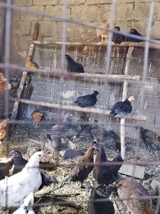 Продаются цыплята домашние