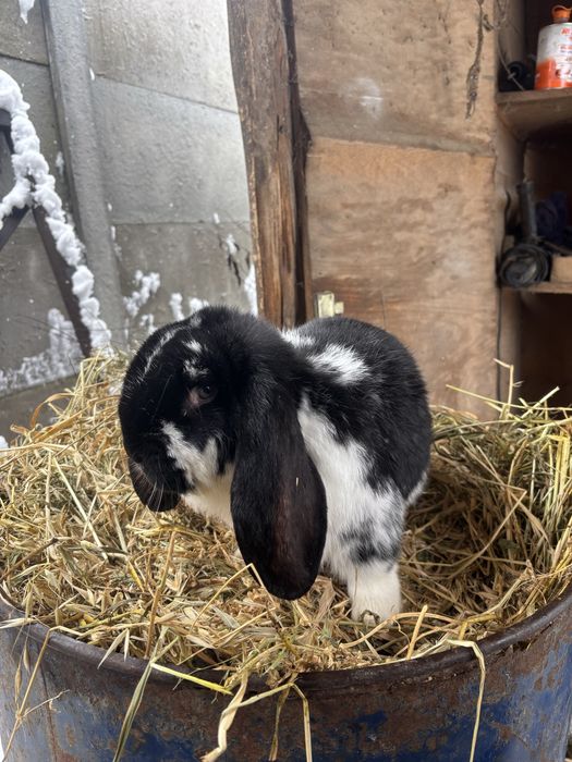 Mascul berbec german