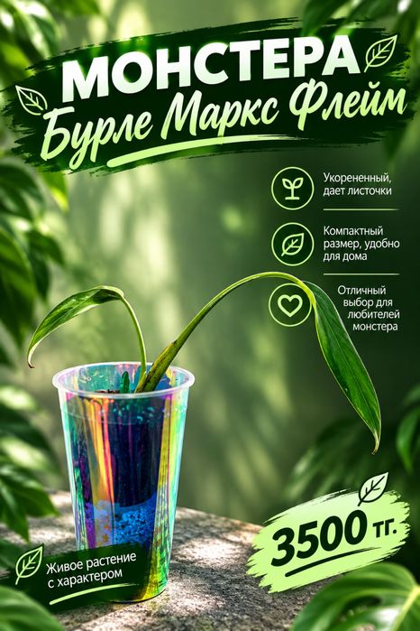 Эпипремнум, Альба, Бурле Маркс Флей, Монстера