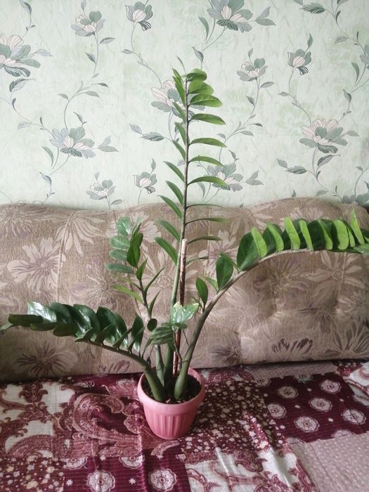 Цветок замиокулькас