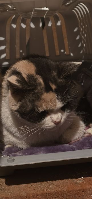 Кошечка ищет дом