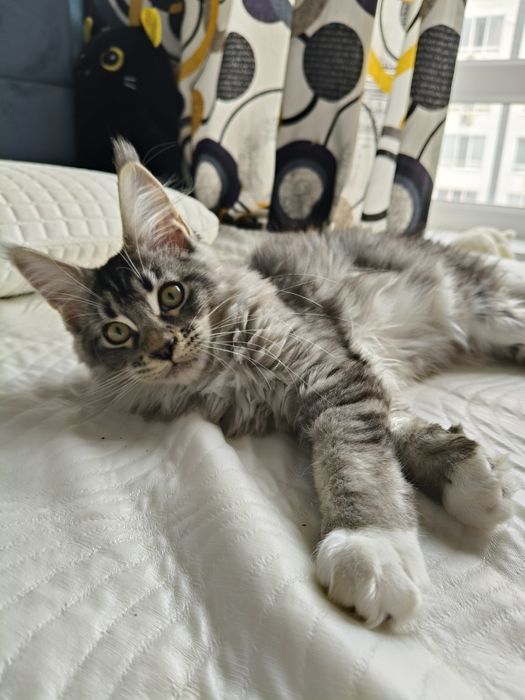 Мейн кун, котята 4 месяца