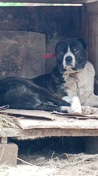 Тобет сатылады еркек