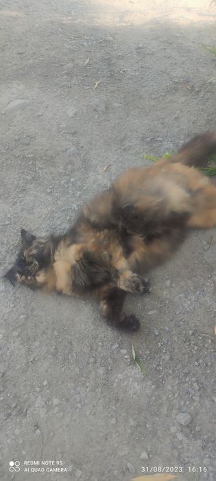 Laqabi PUSHOK zoti sibirskiskoblev