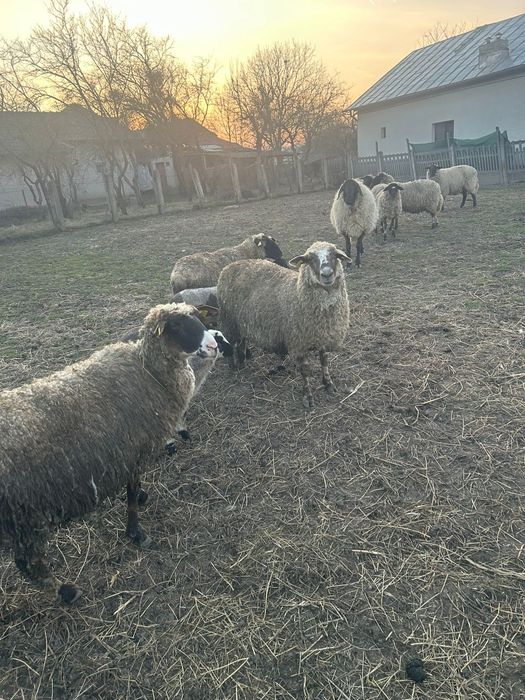 Oi suffolk și carabas