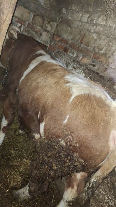 Продам бычка возраст 1год 6месяцев.