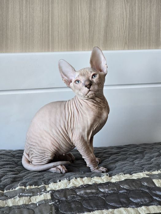 Шикарная кошечка и шикарный котик