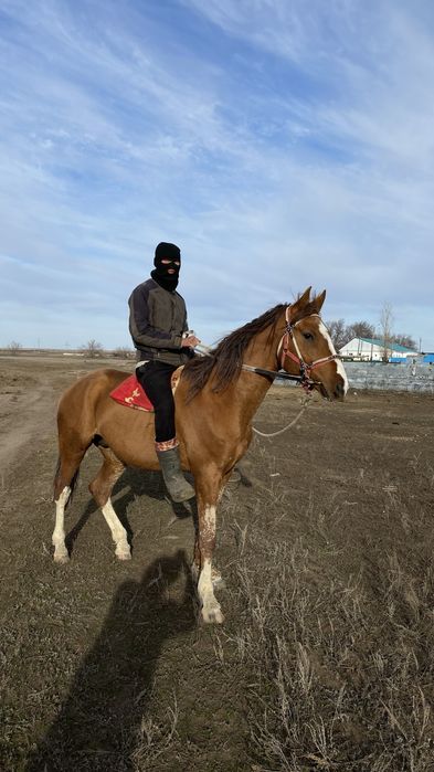 Айғыр сатылады,жеребец продам