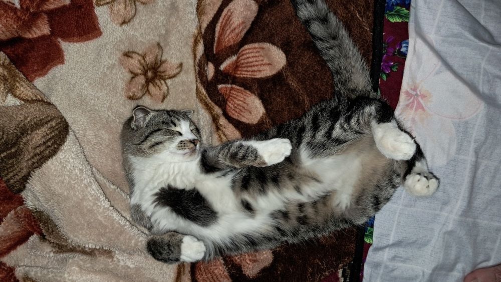 Parodali mushik Juda shirin, aqlli va ozoda mushukcha yangi oilasini k