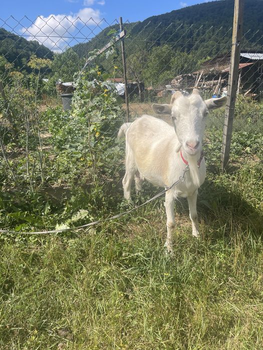Vănd capră bănațeana cu ieduță + cățelusă ciobănesc de bucovina cadou