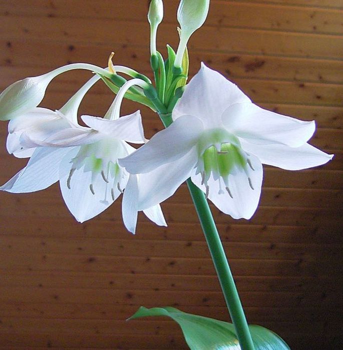 Продам эухарис (комнатный цветок)