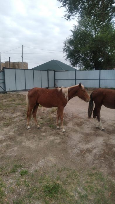 Продам лошадей,жеребенок