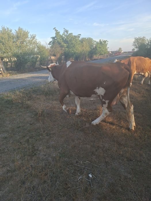 Vând vaca baltata