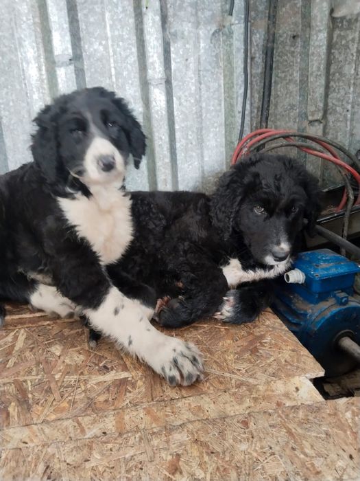 Тазы кушик сатылады