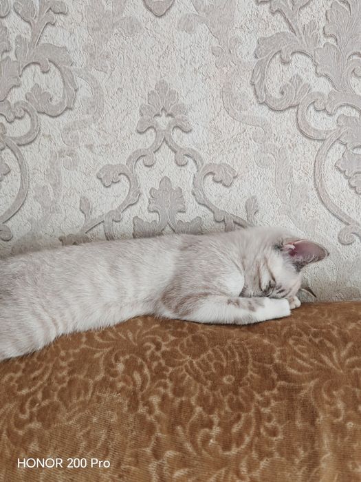 Котенок в добрые руки