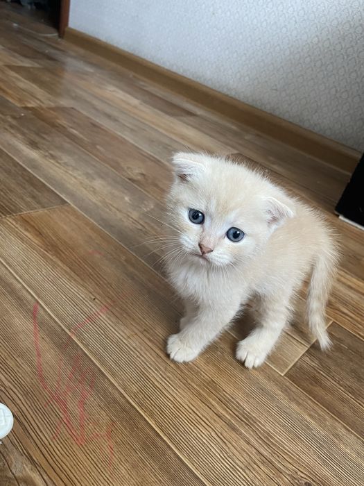 Котята Шотландцы