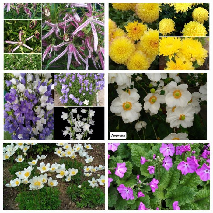 Цветы садовые „уличные”