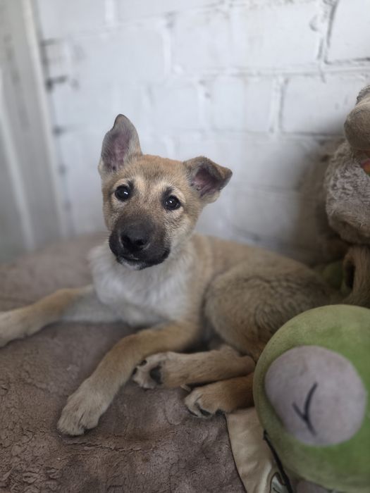 Шикарные щеночки  2 месяцев