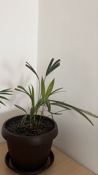 Plante de apartament în ghiveci – ideale pentru decor