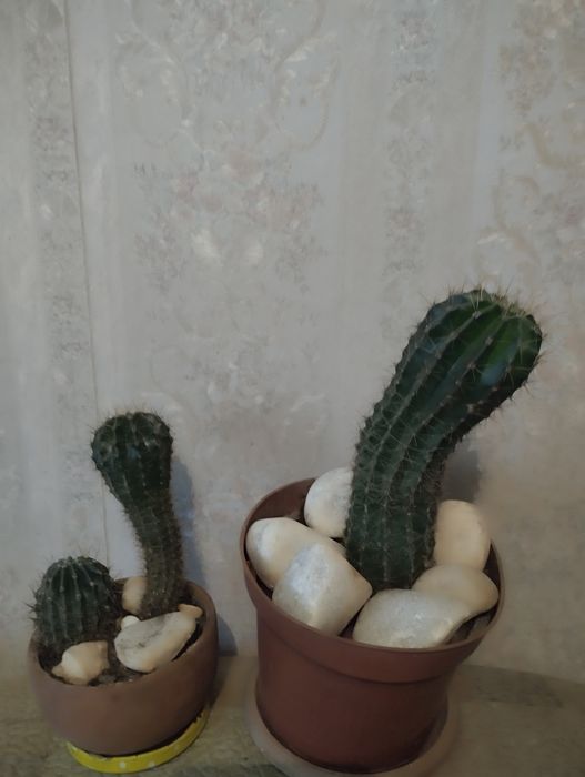 Растения по тысячи .