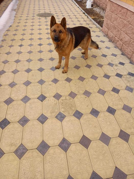 Продается немецкая овчарка