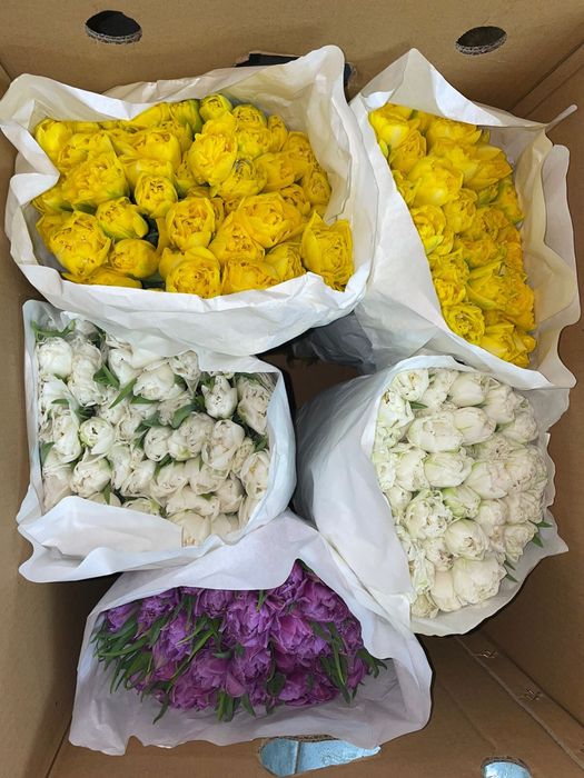 Тюльпаны к 8 марта! Самые низкие цены в городе!