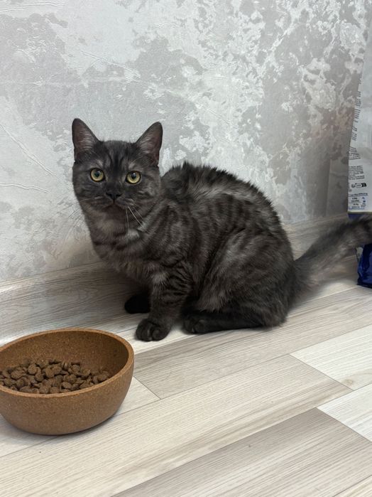 Отдам котенка британку