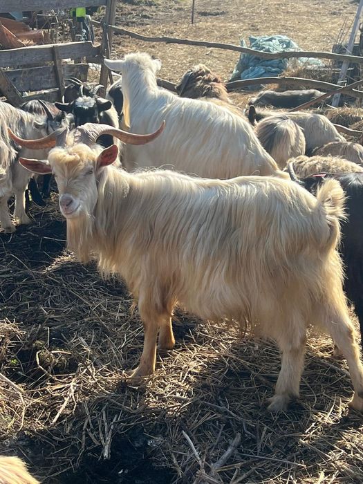 Capre tinere de vanzare