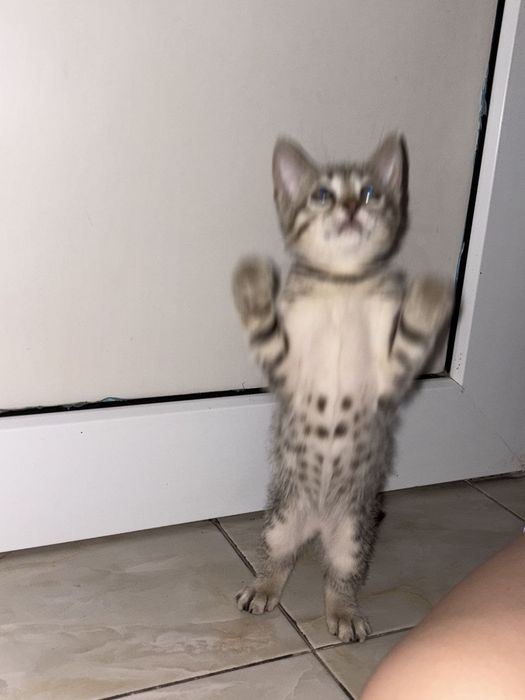 Котёнок бенгальский породы