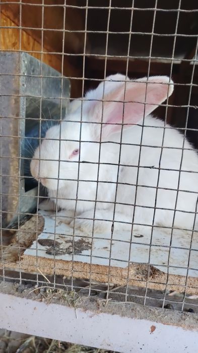 Великан куён болалари