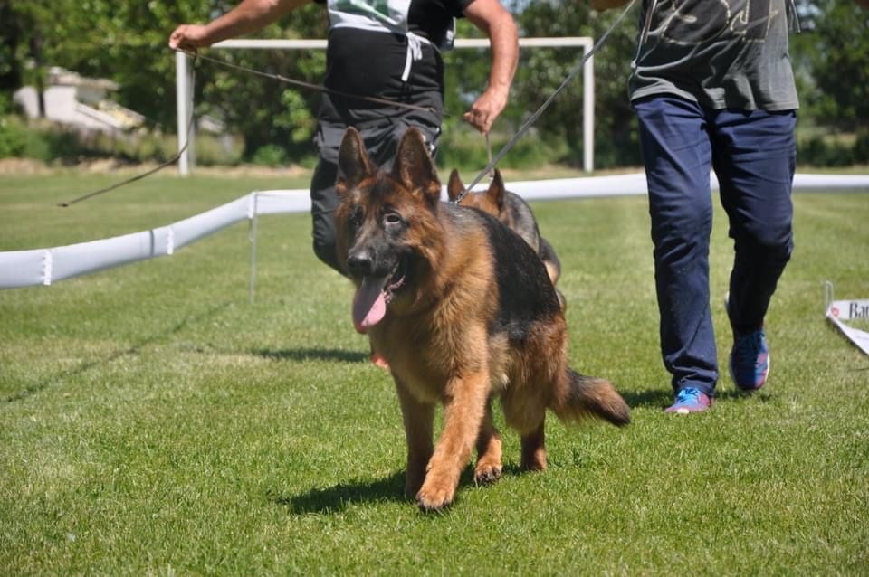 Малки елитни немски овчарки