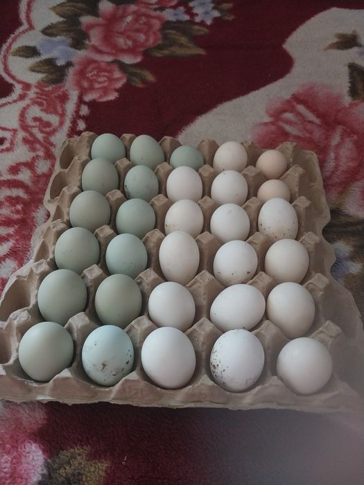 Инкубацоинные яйца.