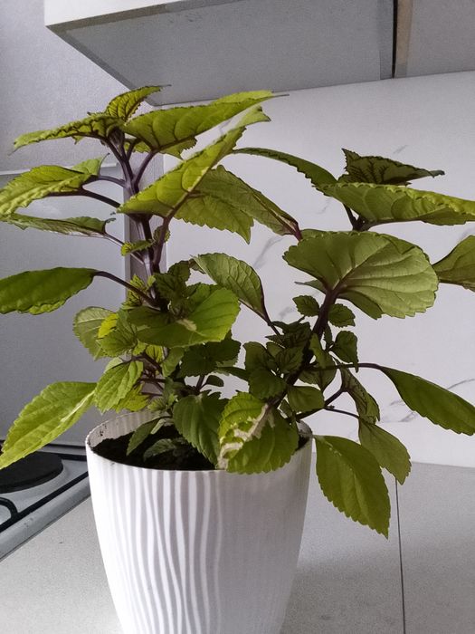 Продам комнатный цветок Колеус