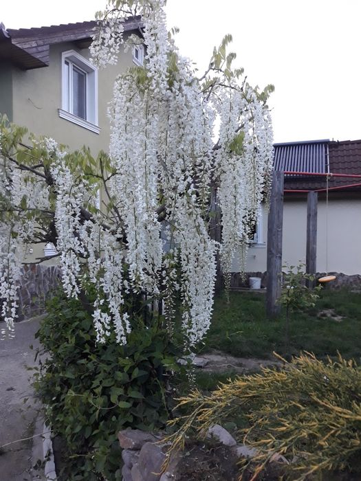 Casa de vanzare imobiliare
