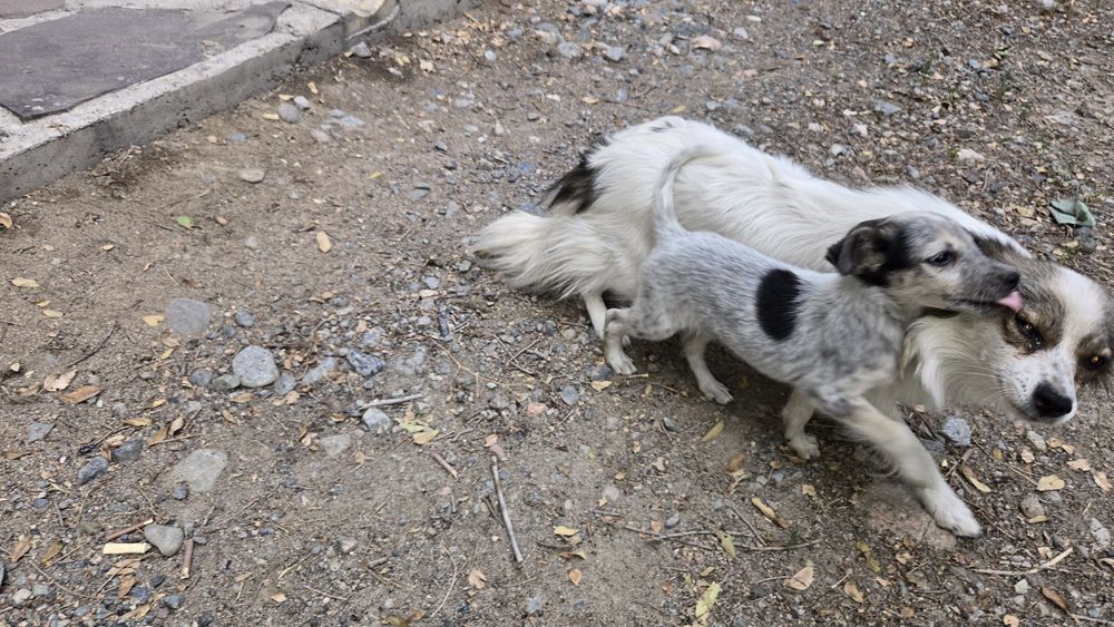 Щенков дворняшек