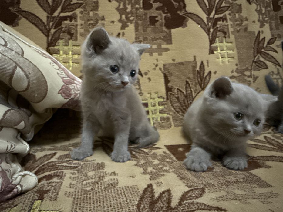 «Кошка мечты — не царапается, мурчит как Rolls-Royce”