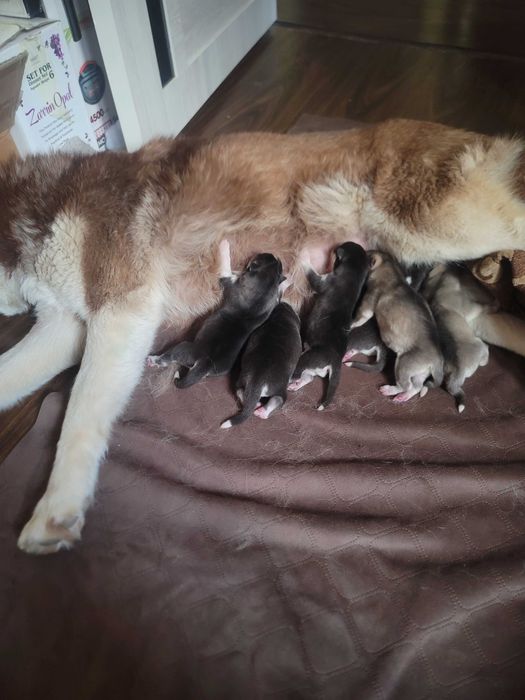 Продается сибирский хаски светлый окрас жемчуженка мальчик 1,5месяца